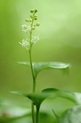 BUITEN BEELD Foto: 168455