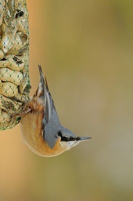 BUITEN BEELD Foto: 168486