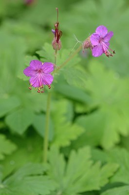 BUITEN BEELD Foto: 168516