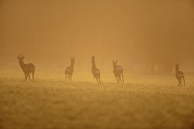 BUITEN BEELD Foto: 168538