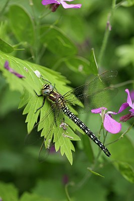 BUITEN BEELD Foto: 168539