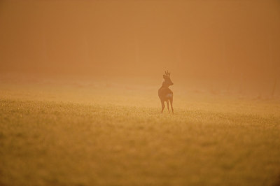 BUITEN BEELD Foto: 168542