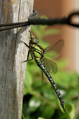 BUITEN BEELD Foto: 168543