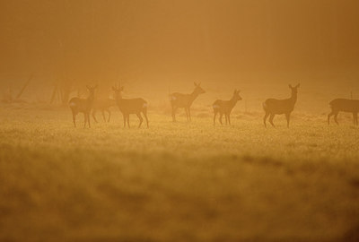 BUITEN BEELD Foto: 168544