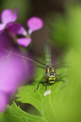 BUITEN BEELD Foto: 168546