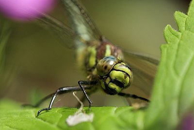 BUITEN BEELD Foto: 168548