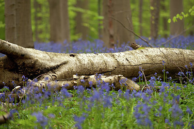 BUITEN BEELD Foto: 168555