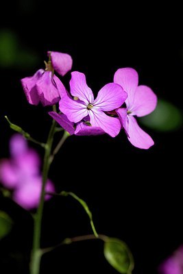 BUITEN BEELD Foto: 168564