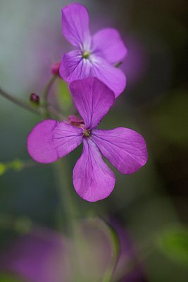 BUITEN BEELD Foto: 168566