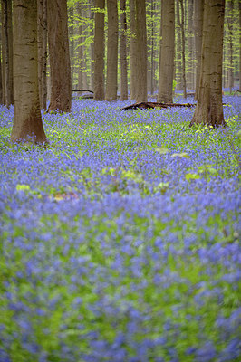 BUITEN BEELD Foto: 168576