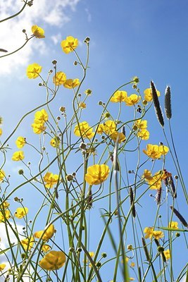 BUITEN BEELD Foto: 168640