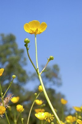 BUITEN BEELD Foto: 168641