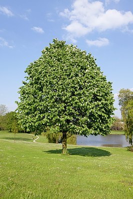 BUITEN BEELD Foto: 168645