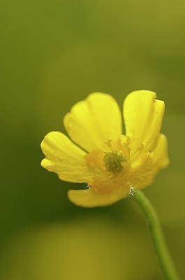 BUITEN BEELD Foto: 168694