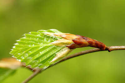 BUITEN BEELD Foto: 168728