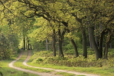 BUITEN BEELD Foto: 168759