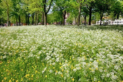 BUITEN BEELD Foto: 168765