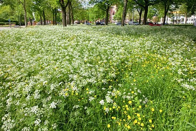 BUITEN BEELD Foto: 168766