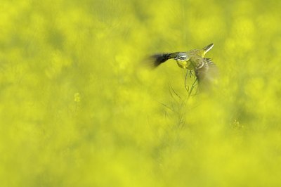 BUITEN BEELD Foto: 168782