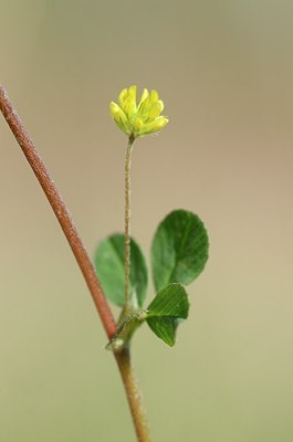 BUITEN BEELD Foto: 168785