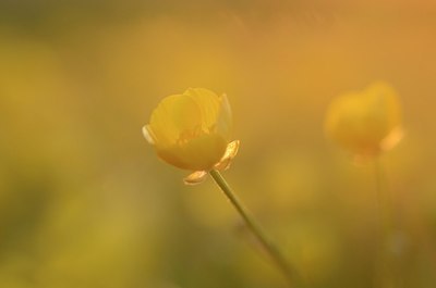 BUITEN BEELD Foto: 168787