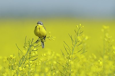 BUITEN BEELD Foto: 168788