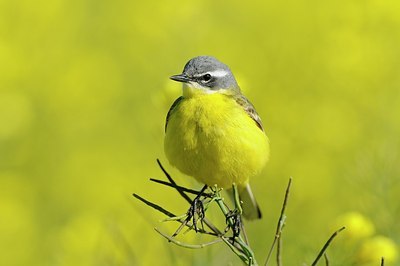 BUITEN BEELD Foto: 168792