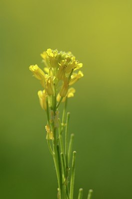 BUITEN BEELD Foto: 168815
