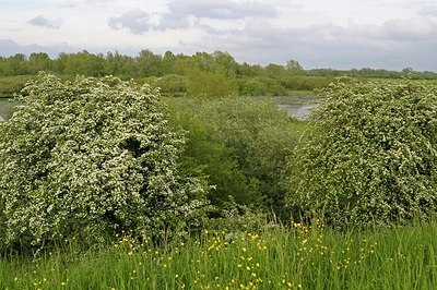 BUITEN BEELD Foto: 168831