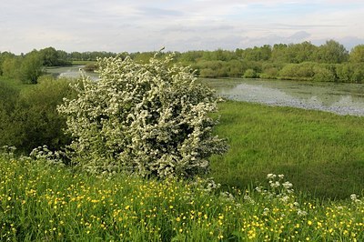 BUITEN BEELD Foto: 168832