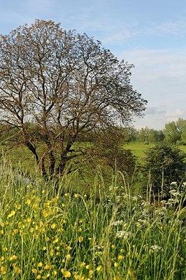 BUITEN BEELD Foto: 168837