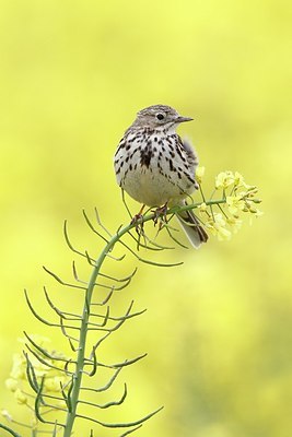 BUITEN BEELD Foto: 168886