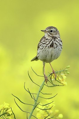 BUITEN BEELD Foto: 168887