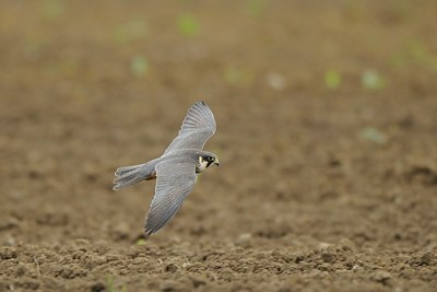 BUITEN BEELD Foto: 168895