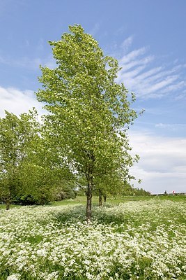 BUITEN BEELD Foto: 168913