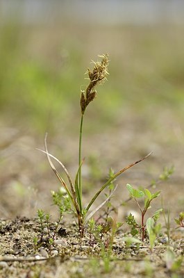 BUITEN BEELD Foto: 168935