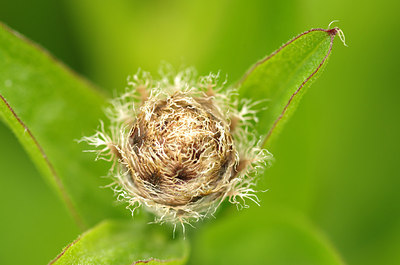 BUITEN BEELD Foto: 168938