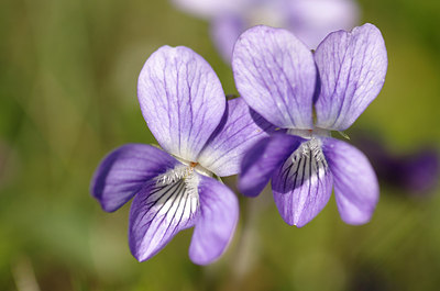 BUITEN BEELD Foto: 168941