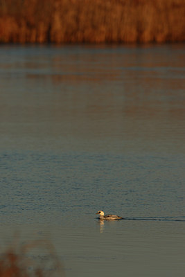 BUITEN BEELD Foto: 16066