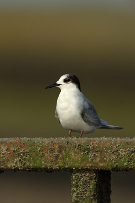 BUITEN BEELD Foto: 16095