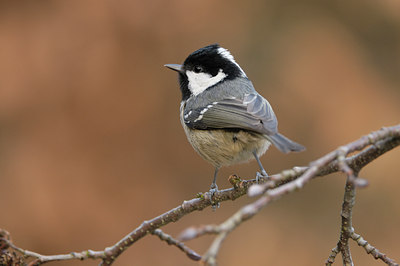 BUITEN BEELD Foto: 16114