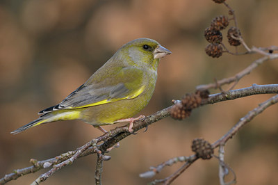 BUITEN BEELD Foto: 16117