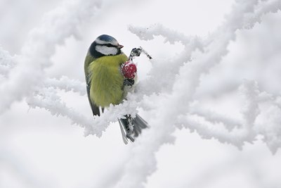 BUITEN BEELD Foto: 16124
