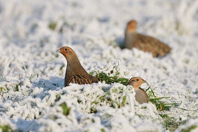 BUITEN BEELD Foto: 16131
