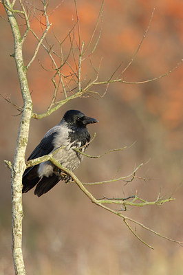 BUITEN BEELD Foto: 16160