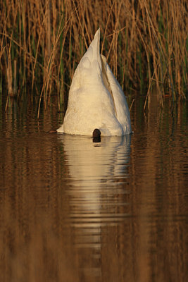 BUITEN BEELD Foto: 16163