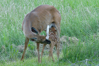 BUITEN BEELD Foto: 16164