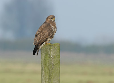BUITEN BEELD Foto: 16247