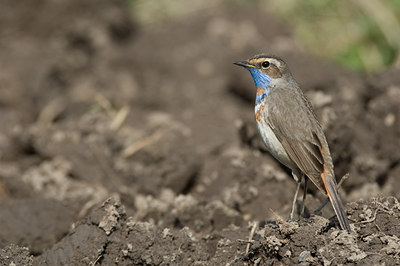 BUITEN BEELD Foto: 16265