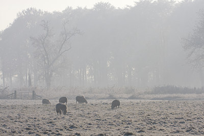 BUITEN BEELD Foto: 16337